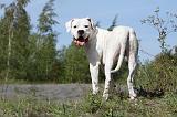 DOGUE ARGENTIN 002